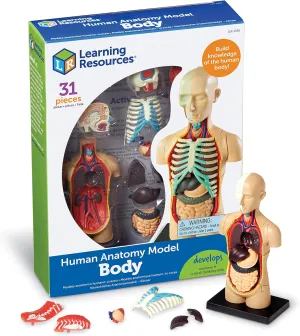 Learning Resources Human Body Model, 31 Pieces, Grades 3 , Ages 8 , Science Classroom Demonstration Tools, Realistic Human Anatomy Display
