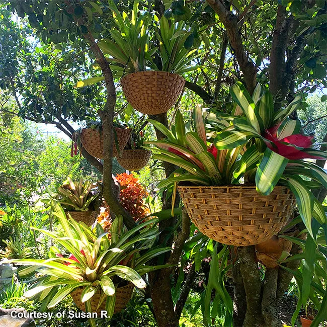 Woven Resin Hanging Baskets with Brackets by Prime Retreat